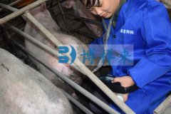进口背膘仪检测母猪遗传与环境效应