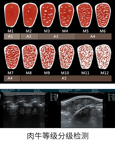 智能检测背膘厚度眼肌面积