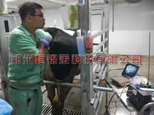 进口活体采卵仪辅助进行对母牛采卵