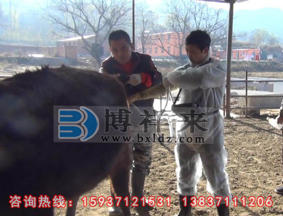 眼肌面积测定仪检测肉牛的眼肌