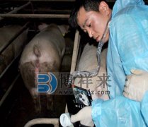 眼肌面积测定仪检测不同品种猪眼肌面积对生产性能的影响