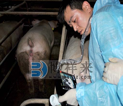 猪活体眼肌面积测定仪