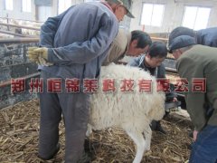 眼肌面积测定仪测定羊眼肌面积与瘦肉率之间的关系