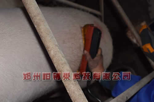高清进口背膘仪检测母猪背膘厚度