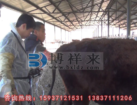 进口背膘仪检测水牛繁殖特征