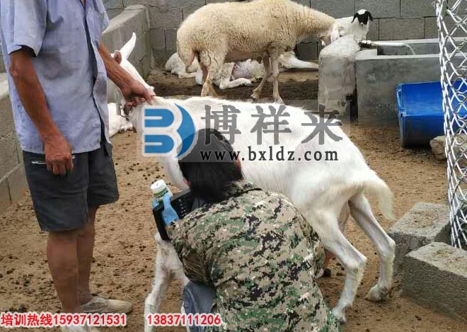 背膘仪检测羊背膘
