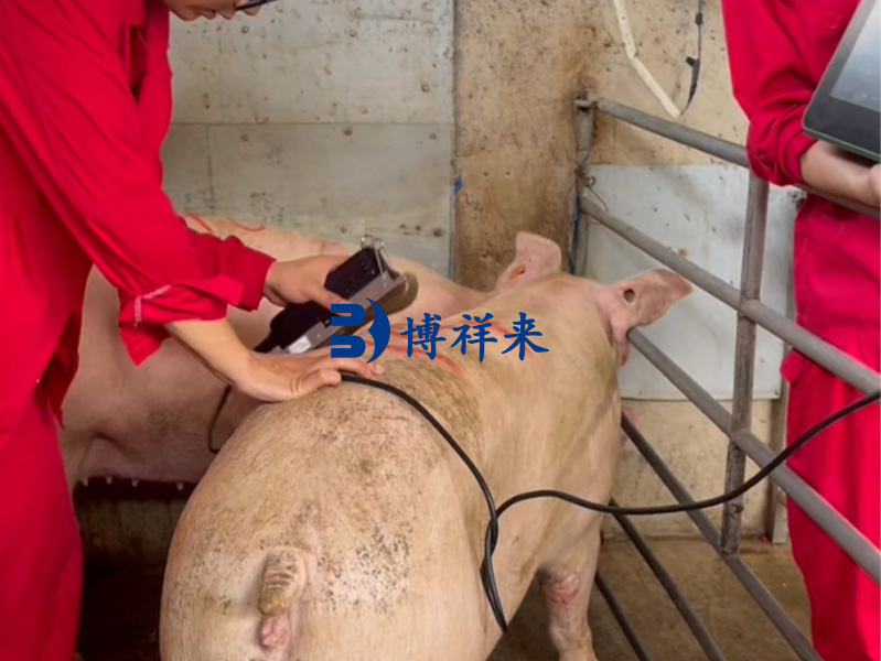 2025.08 广西农垦猪背膘眼肌案例图 (3).jpg