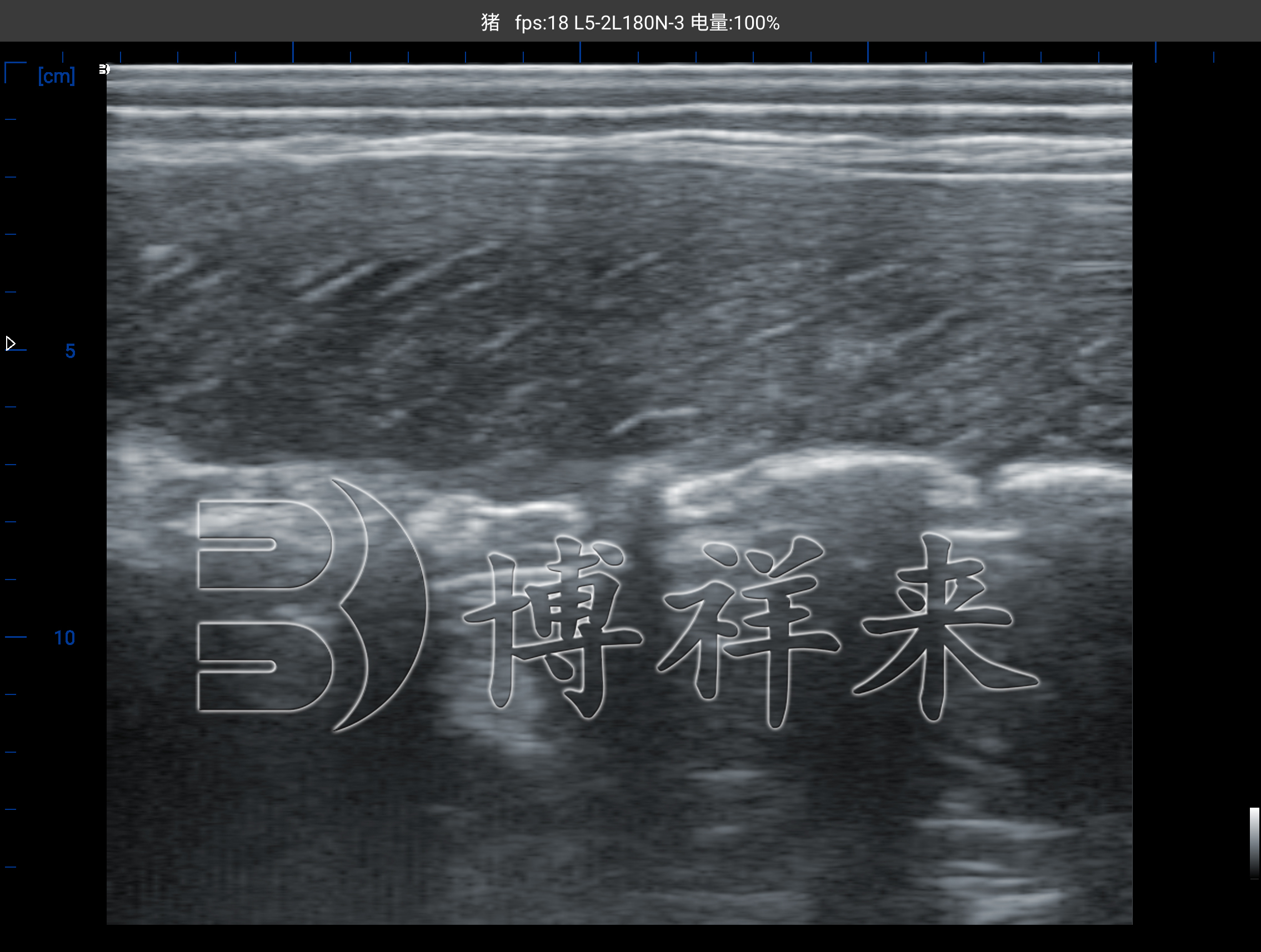 25.06.23 广西农垦S305测猪背膘眼肌水印 (4).jpg