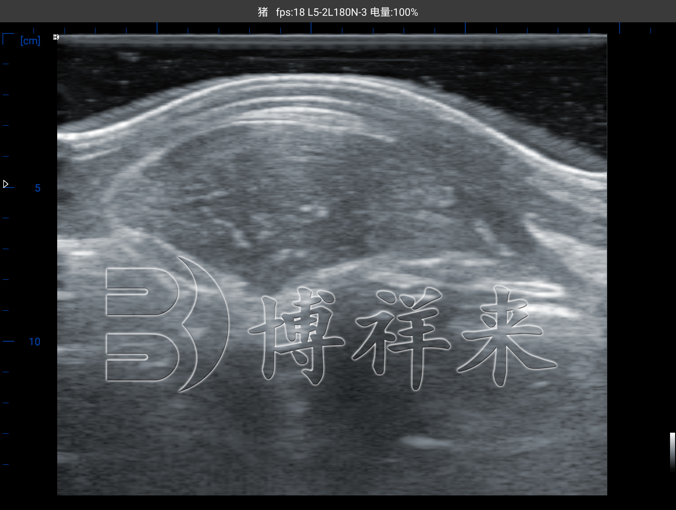 25.06.23 广西农垦S305测猪背膘眼肌水印 (3).jpg