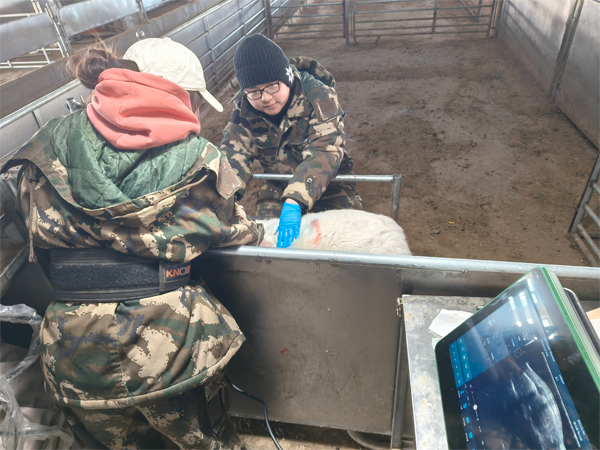 2025.02 赛诺DZ20测羊背膘眼肌 -小.jpg