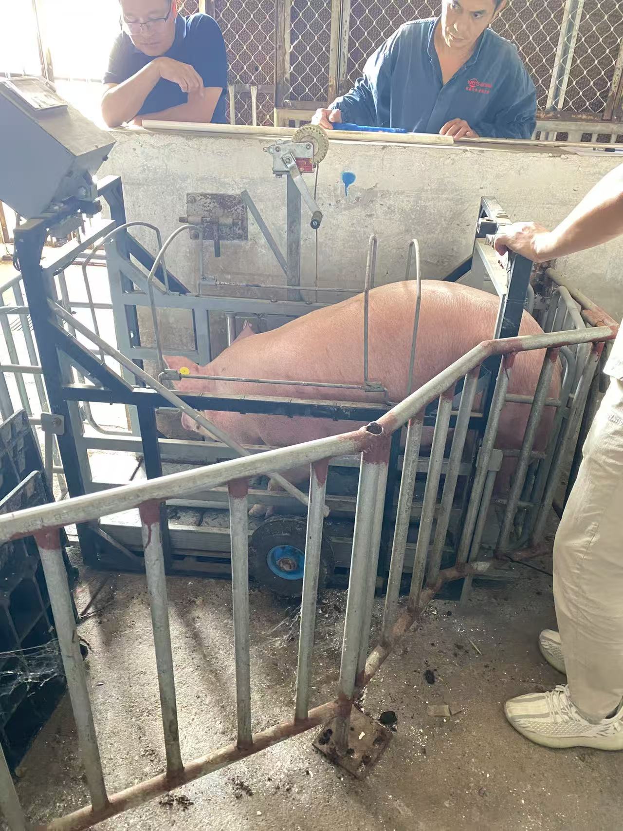 2025.11.11 s305猪背膘眼肌 (1).jpg