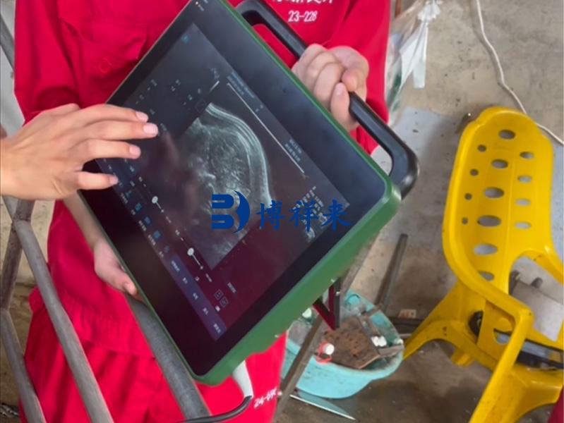 猪背膘眼肌测定仪检测母猪背膘厚度