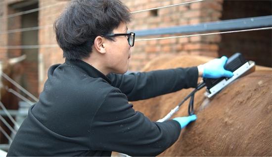 高清牛背膘眼肌检测 高清牛背膘眼肌检测