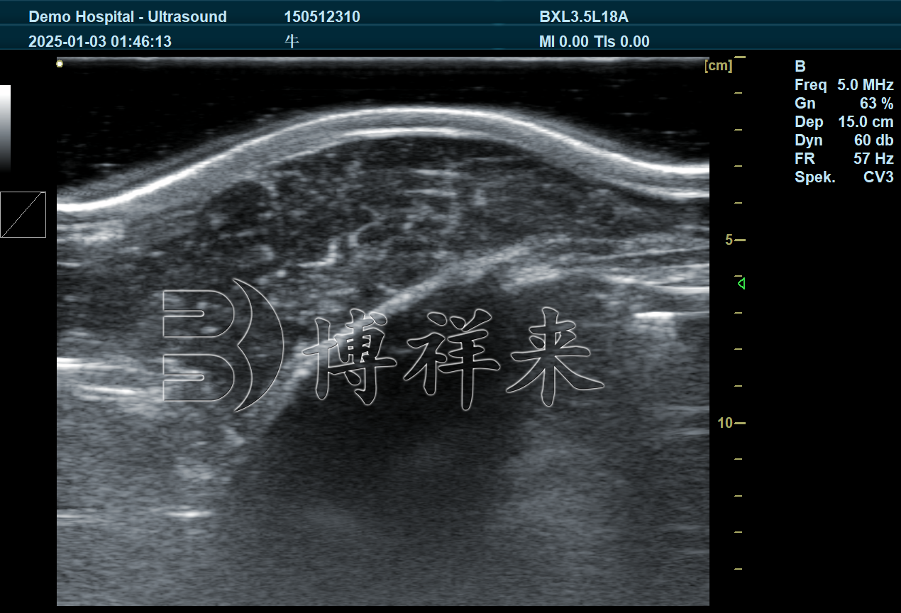 肉牛眼肌面积超声图像 肉牛眼肌面积超声图像