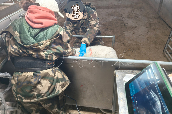 2025.02 赛诺DZ20测羊背膘眼肌 -水印.jpg