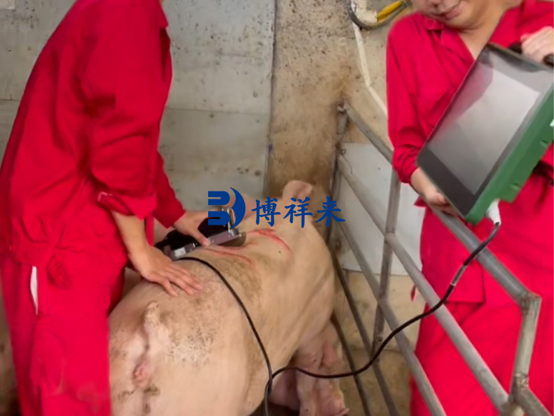 2025.08 广西农垦猪背膘眼肌案例图 (2).jpg