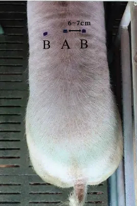 猪背膘检测位置.png
