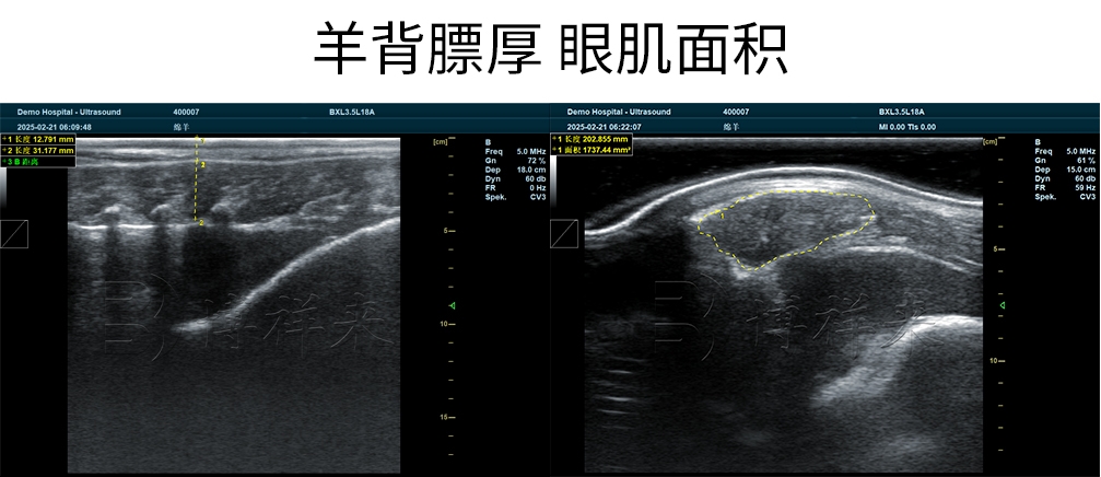 2025.02 赛诺羊场DZ20羊背膘眼肌合图.jpg