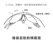 猪场使用背膘仪检测猪的背脂厚度