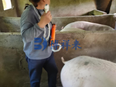 背膘厚度较大的后备母猪会产生更多的乳汁吗？