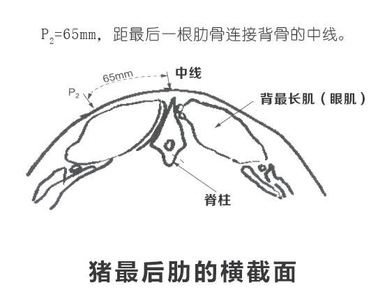 背膘仪检测猪背部位置