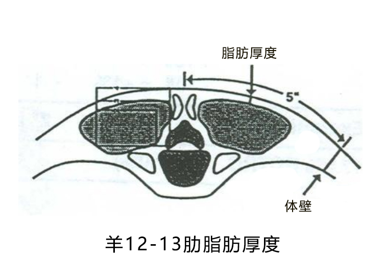 羊背膘厚度检测位置