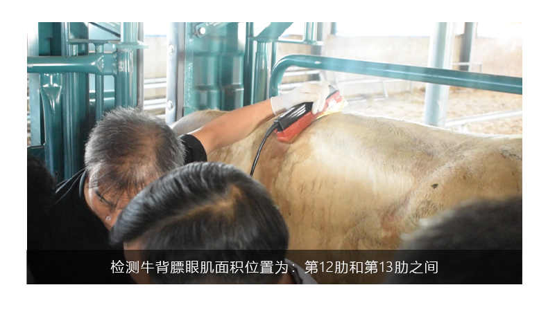 背膘仪可以测牛眼肌面积吗，如何检测？