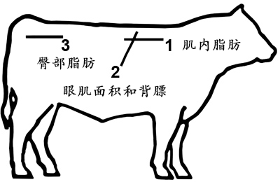 肉牛背膘眼肌面积、肌内脂肪含量检测位置