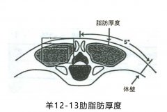 羊背膘仪对羊做活体检测