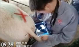芦溪某猪场使用智能猪用B超机测母猪卵泡发育情况