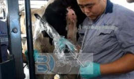 山东奥克斯活体采卵培训现场