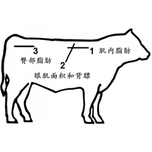 牛用背膘眼肌测定仪：肉牛育种提质增效的必备工具