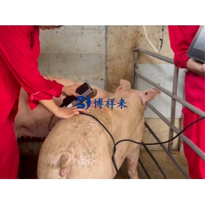 智能猪用背膘眼肌测定仪：让猪场育种更精准的“AI眼睛”