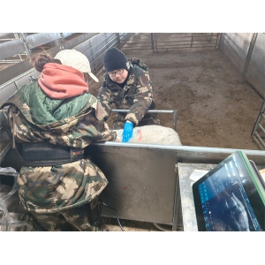 羊用背膘仪在现代羊场管理中的应用：让体况评估更精准