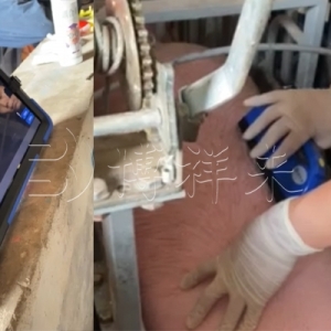 猪背膘检测方法教程：猪用B超机如何准确测量母猪背膘厚度？