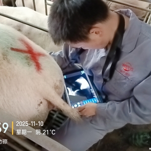 芦溪某猪场使用智能猪用B超机测母猪卵泡发育情况