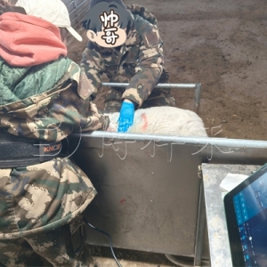 背膘仪检测羊背膘厚度和肌内脂肪含量，助力羊肉品质精准评估