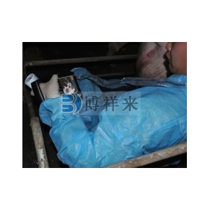 猪育种者使用背膘仪了解遗传进展的影响因素
