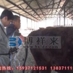 进口背膘仪观察水牛的繁殖特征