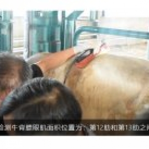 背膘仪在肉牛育种过程中的作用