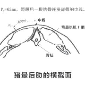 背膘眼肌面积测定仪：现代农业生产的重要工具
