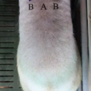 兽用B超机对测猪背膘厚度的影响