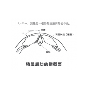 背膘仪测猪背膘厚度的超声特征
