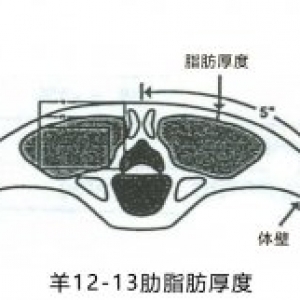羊背膘仪对羊做活体检测