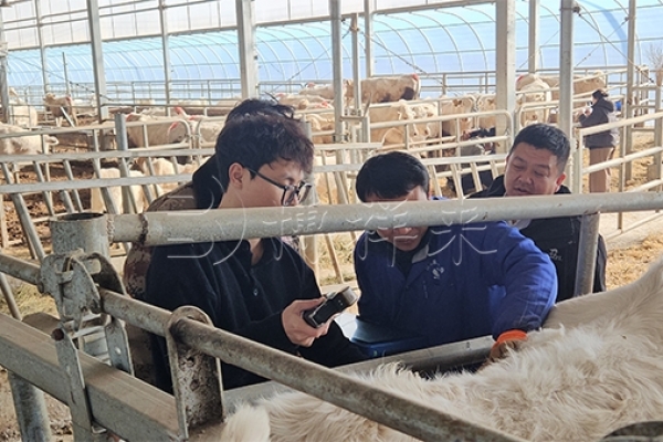 智慧育种进牧场：BXL-DB20 为禾丰牧业牛群性能测定增效