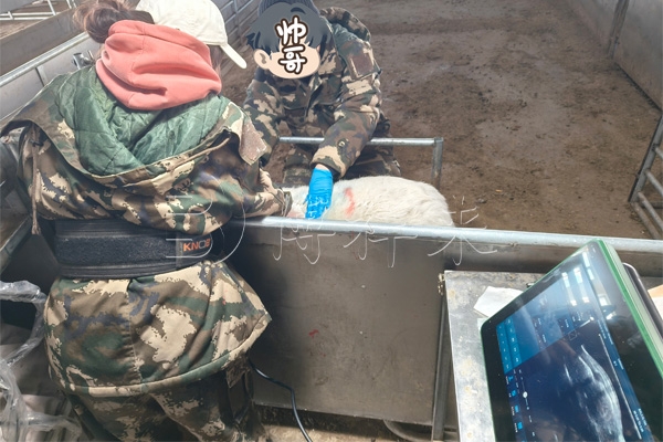 赛诺羊场引入羊用B超机，实现背膘与眼肌精准测量，提升肉质管理水平