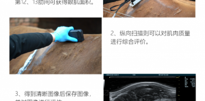 猪用背膘仪检测与牛用背膘仪检测的不同之处