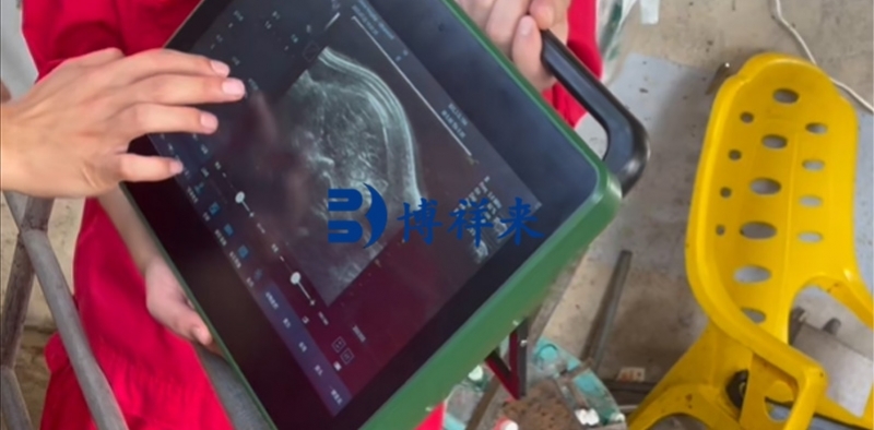 为什么现代养猪场越来越注重猪背膘厚度的管理，猪用B超机起到的作用