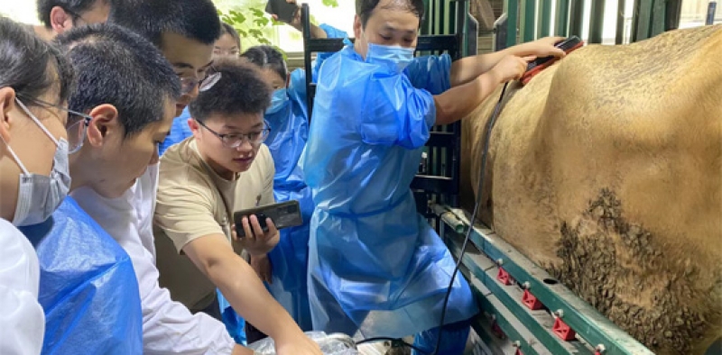 背膘眼肌测定仪对和牛肉质检测在精准育种中的应用