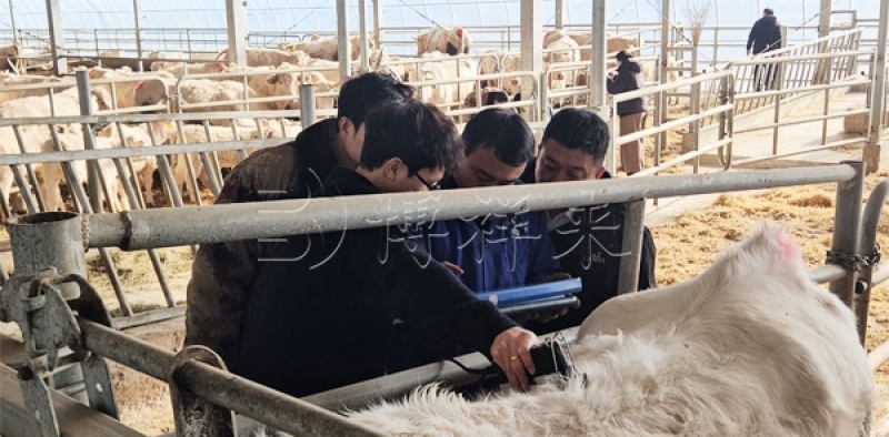 背膘仪在现代肉牛育种中的核心价值